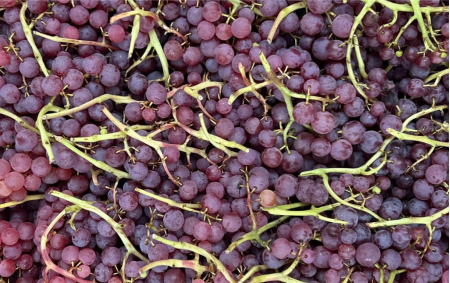Raisin rose bio