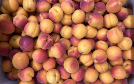 Abricots bio