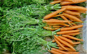 Carottes botte bio