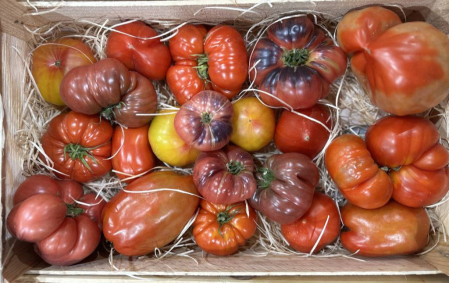 Tomates anciennes mix bio