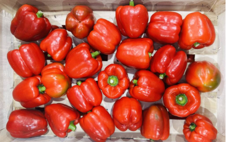 Poivrons rouges bio