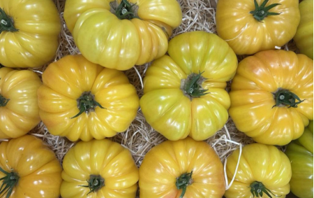 Tomate population côtelée jaune...
