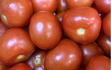 Tomates rondes bio