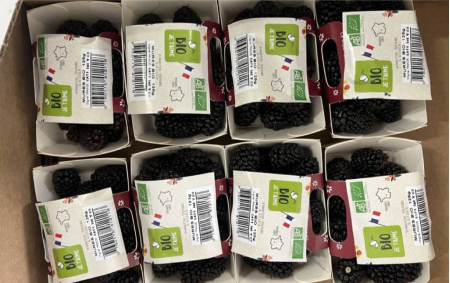 Mûre bio