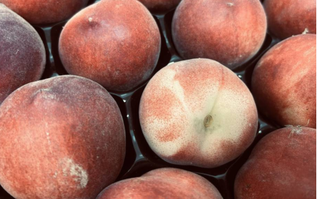 Nectarines blanches bio