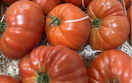 Tomate allongée coeur rouge bio