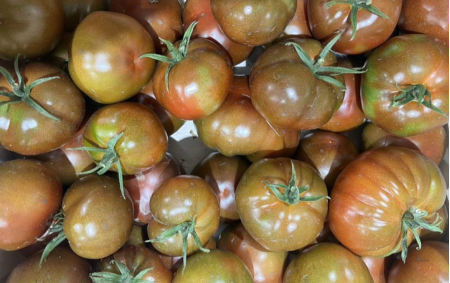 Tomate Ronde Noire Kakao bio