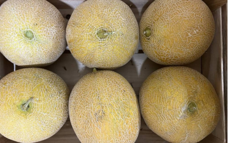 Melon galia bio