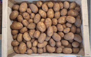 Pommes de terre Grenaille bio