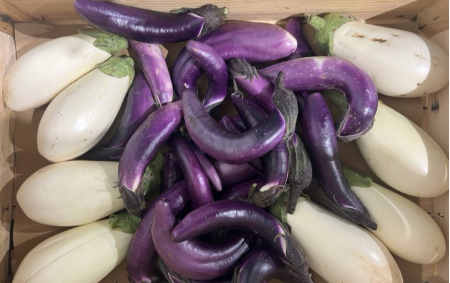 Aubergine Mix bio