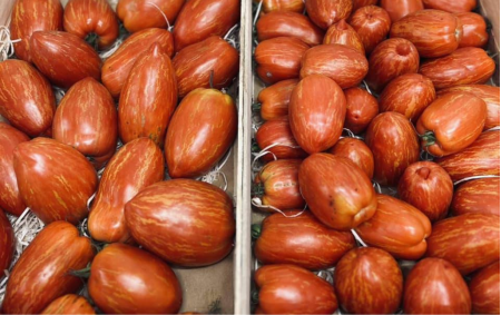Tomate Population Allongee Stripped...