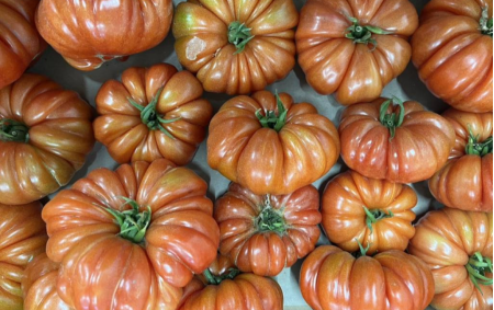 Tomate Côtelée Rouge bio