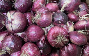 Oignons rouges bio