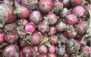 Oignons rouges bio 2