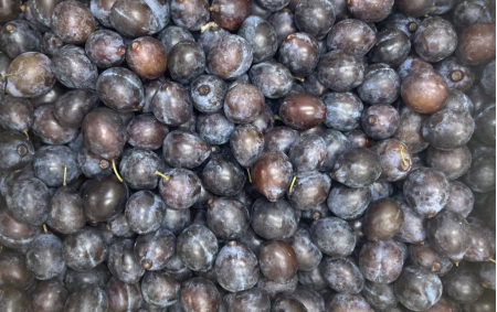 Prune datil bio