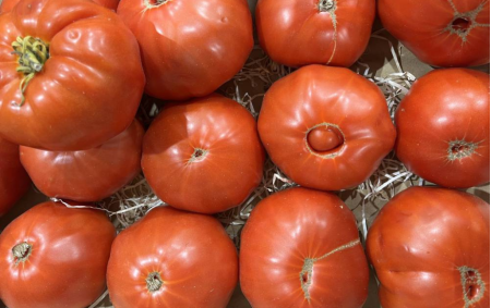 Tomate population côtelée russe rouge...