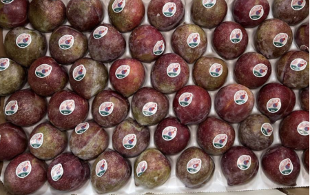 Prune Lovita bio