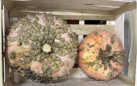 Courge galeuse d'eysines bio