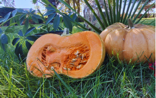 Courge musquée bio 2