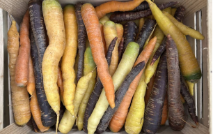 Carottes multicolores bio