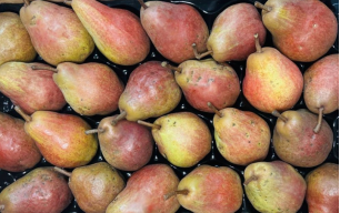 Poires rouge bio
