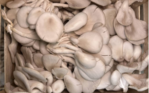 Champignons pleurotes bio