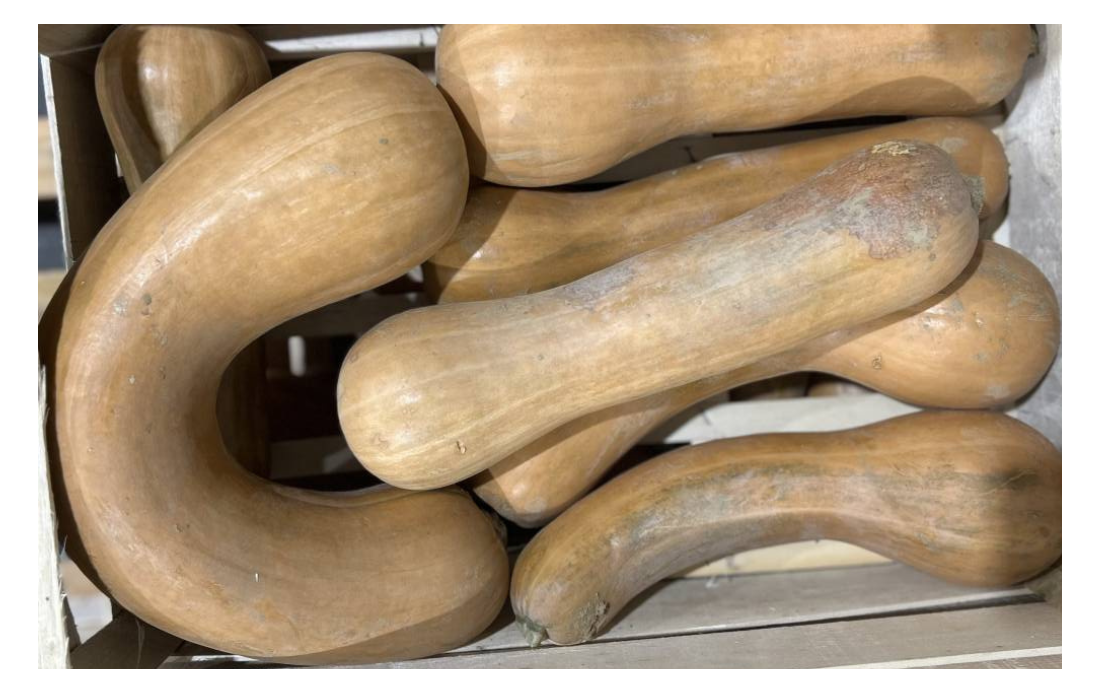 Courge longue de nice bio Courge longue de nice bio