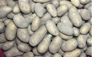 Pommes de terre bio