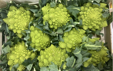 Chou romanesco bio