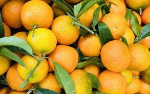 Clémentines bio - Corse 2