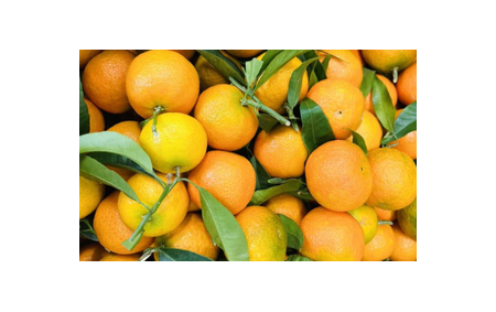 Clémentines bio - Corse
