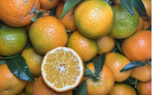 Clémentines bio - Corse