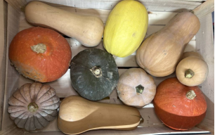 Courge mix bio