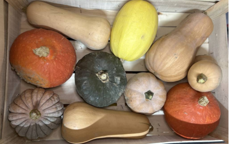 Courge mix bio