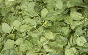 Epinards feuilles bio
