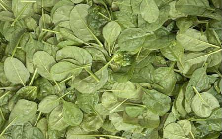 Epinards feuilles bio