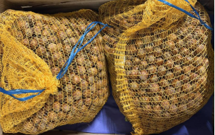 Noisettes coques bio