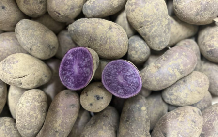 Pomme de terre bleue bio