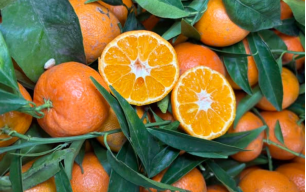 Clémentines bio - Corse