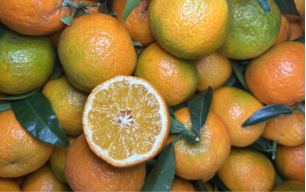 Clémentines bio - Corse 2