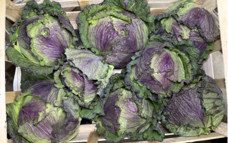 Chou de pontoise bio