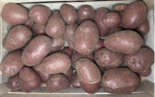 Pommes de terre rouge bio