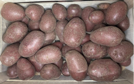 Pommes de terre rouge bio