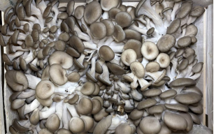Champignons pleurotes bio