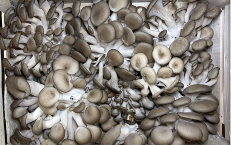 Champignons pleurotes bio