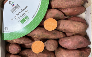Patates douces bio