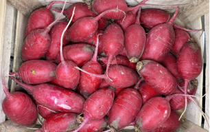 Radis rose de chine bio