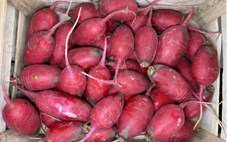 Radis rose de chine bio