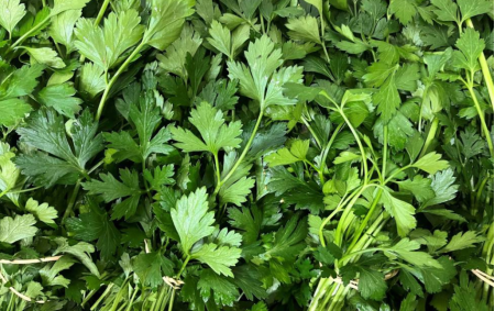Coriandre botte bio