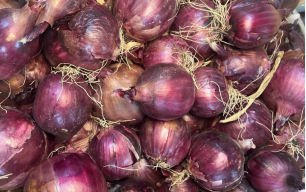 Oignons rouges bio